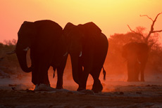Savuti Sundowner